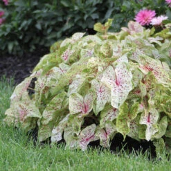 Caladium Dwarf Miss Muffet