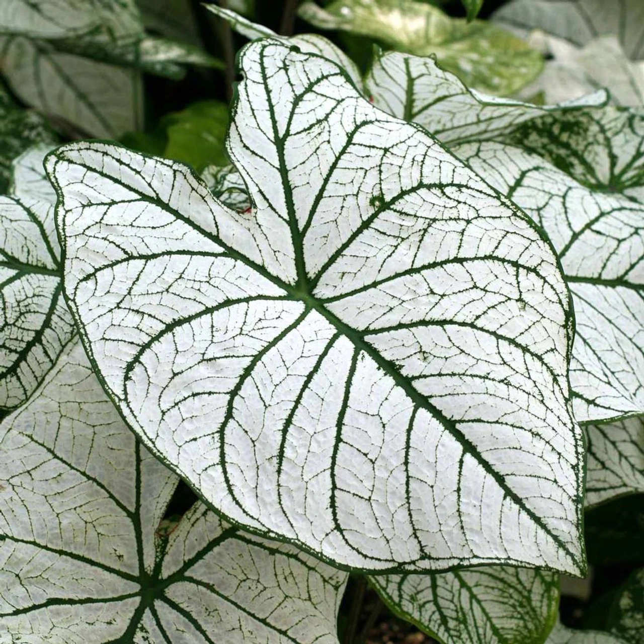 Caladium Fancy Candidum