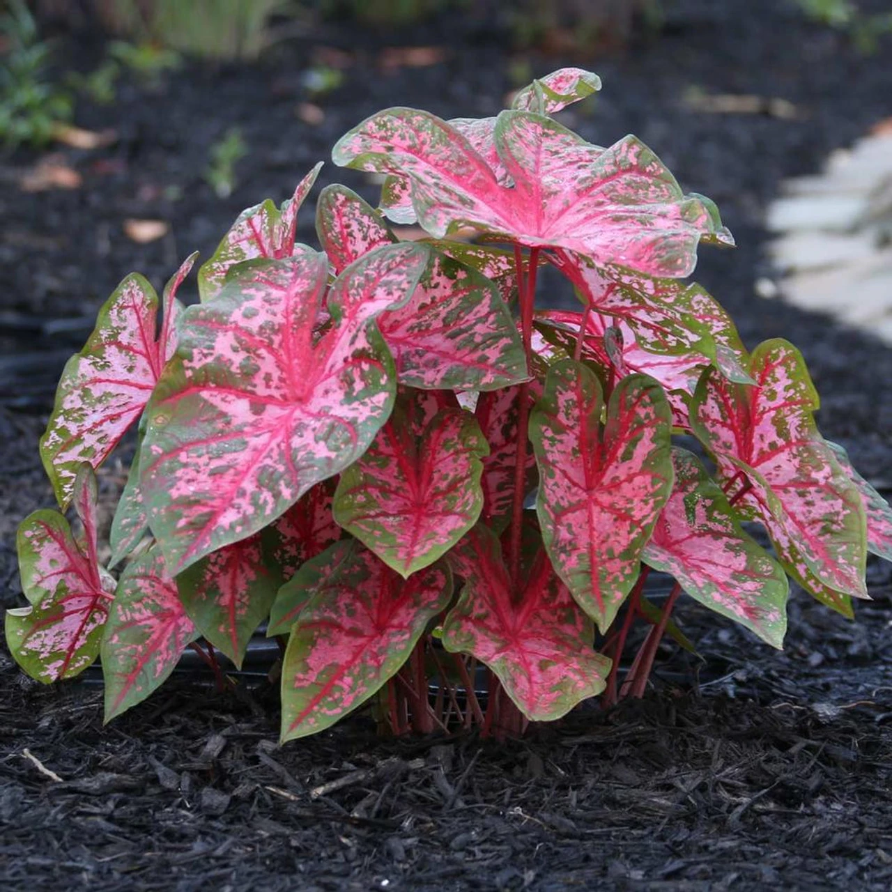 Caladium Fancy Carolyn Whorton