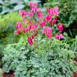 Dicentra Formosa King Of Hearts