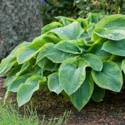 Hosta Large Leaf Frances Williams