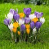 Crocus Large Flowering Assorted Colors