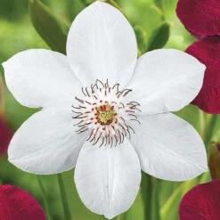 Clematis Standard Miss Bateman