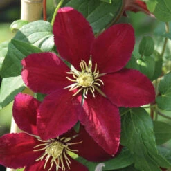 Clematis Standard Niobe