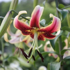 Lily Oriental Trumpet (OT) Scheherazade