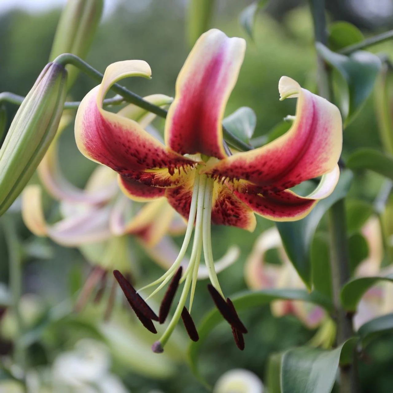 Lily Oriental Trumpet (OT) Scheherazade
