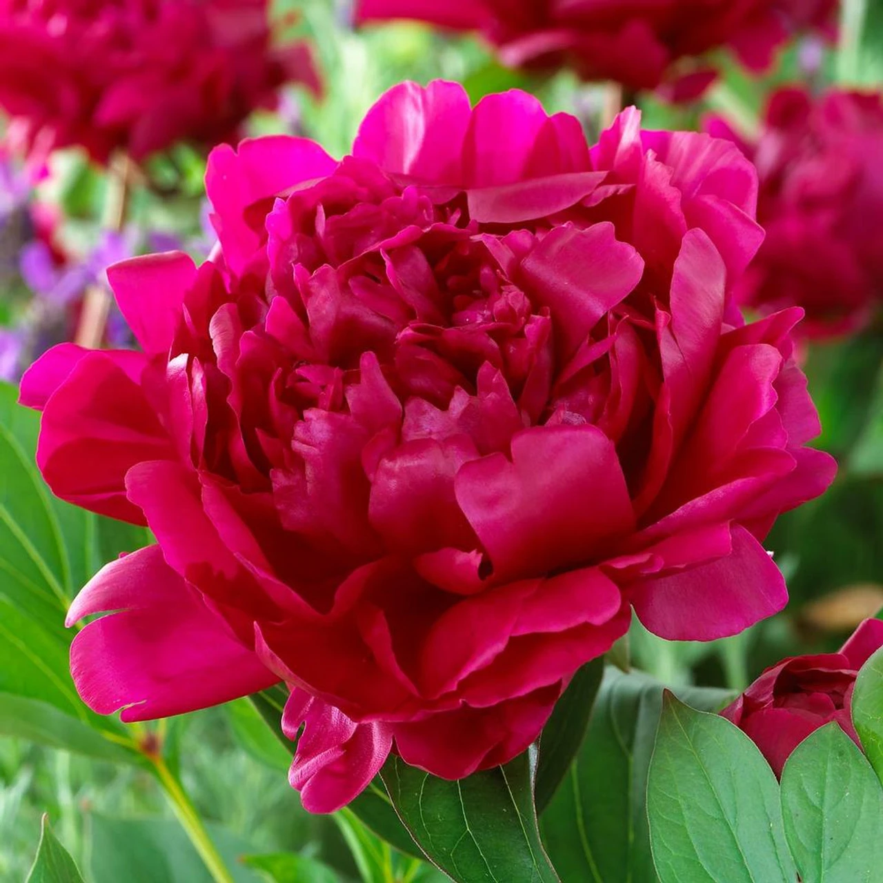 Peony Lactiflora Felix Crousse