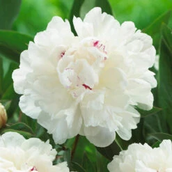 Peony Lactiflora Festiva Maxima