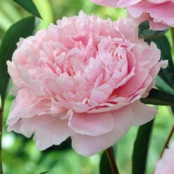 Peony Lactiflora Sarah Bernhardt