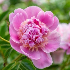 Peony Lactiflora Sorbet