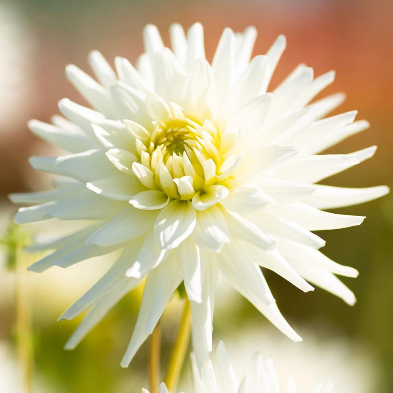 Dahlia Cactus My Love