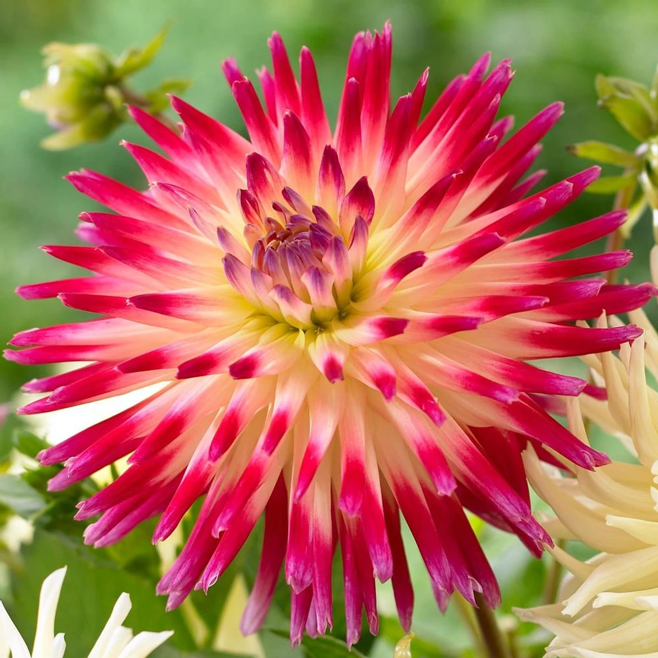 Dahlia Cactus Tahiti Sunrise