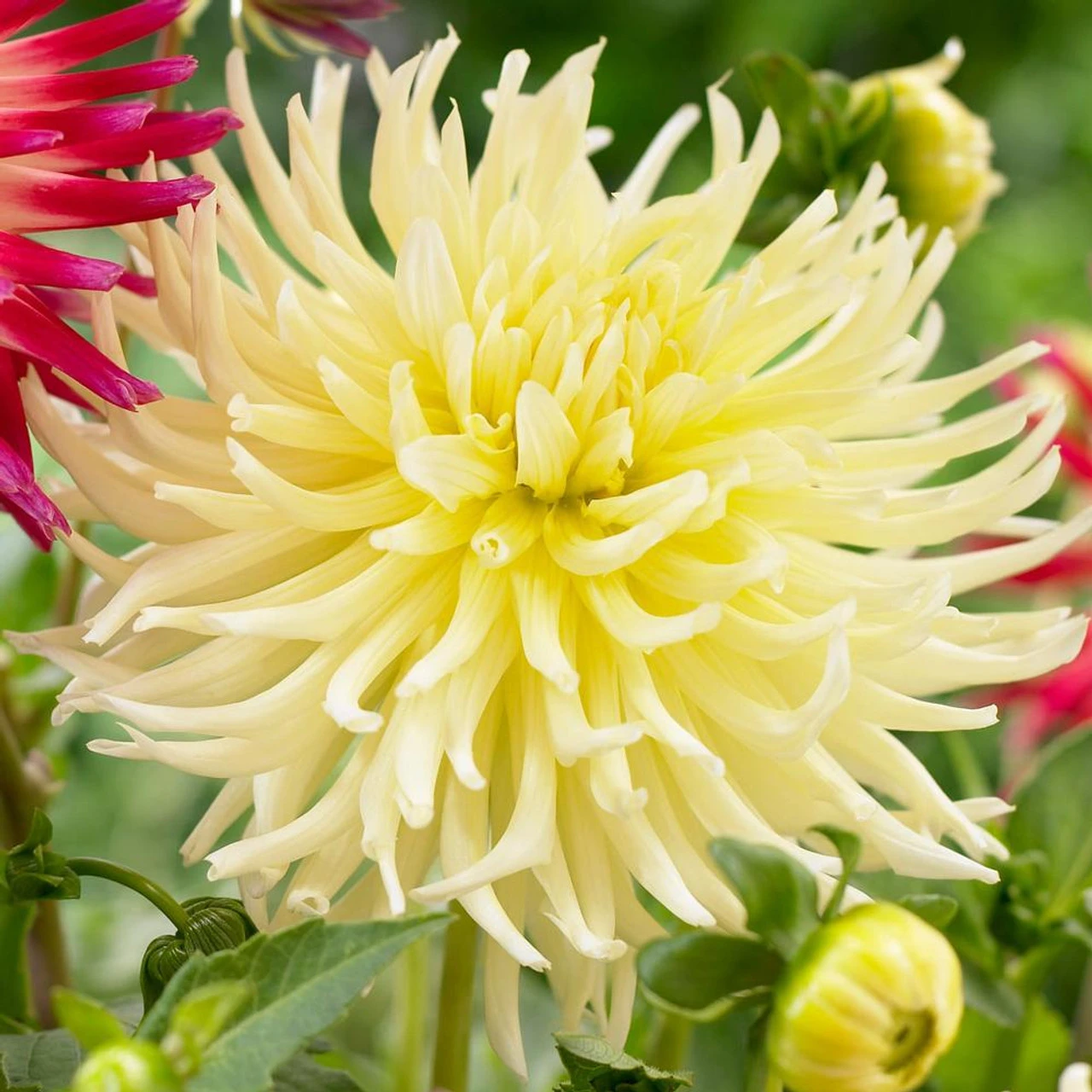 Dahlia Cactus Yellow Star