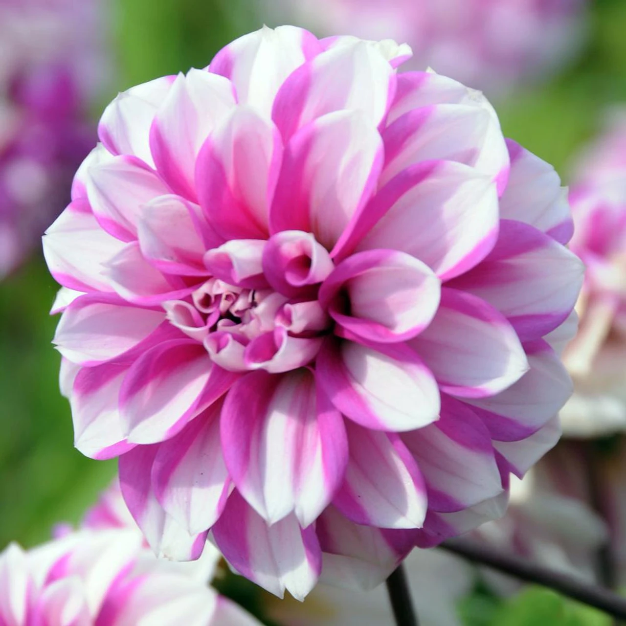 Dahlia Waterlily Priceless Pink - Image 2