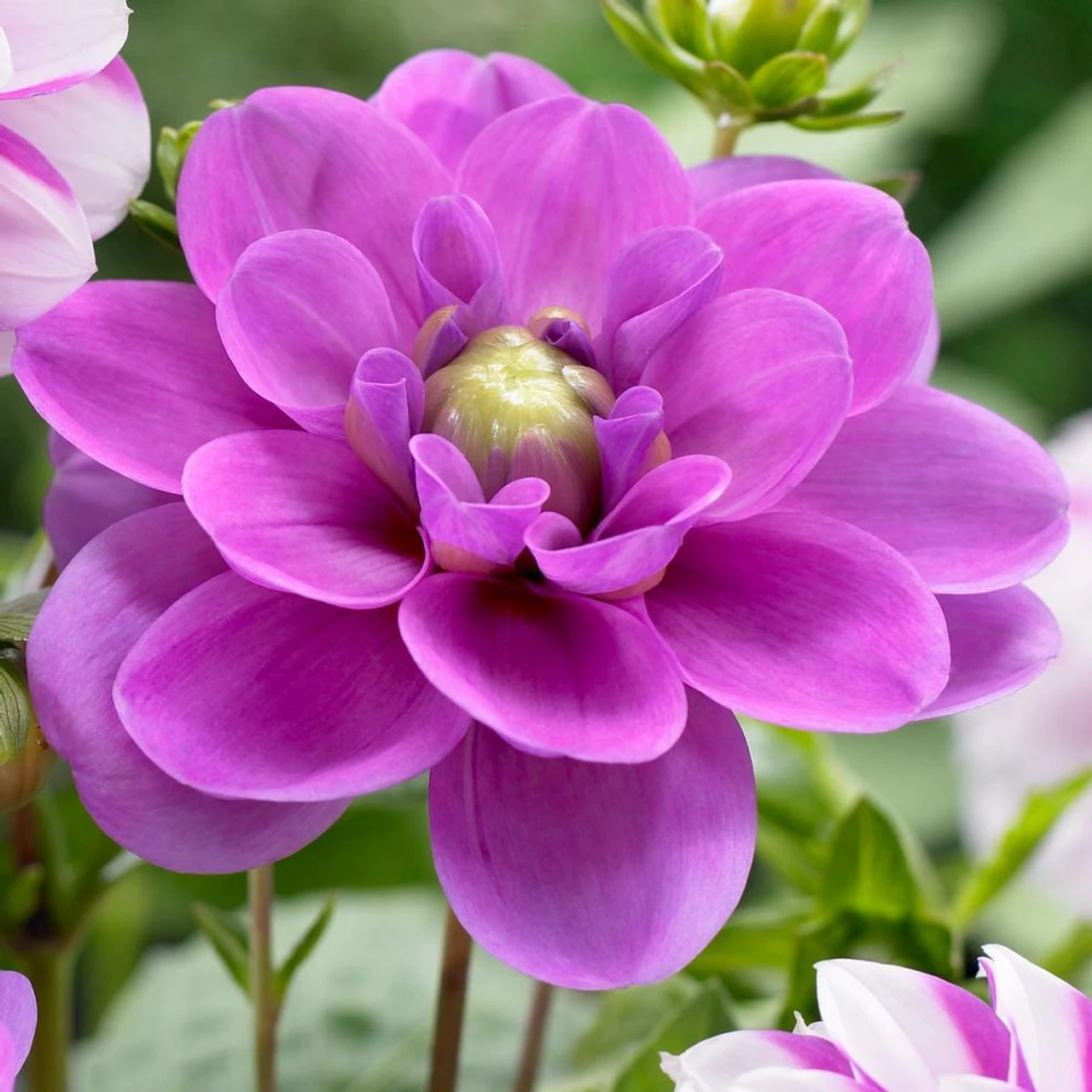 Dahlia Waterlily Serkan