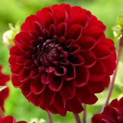Dahlia Border Decorative Gallery Singer