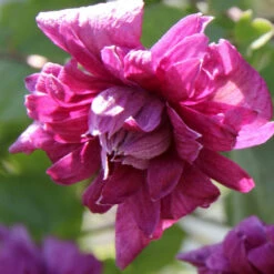 Clematis Standard Purpurea Plena Elegans