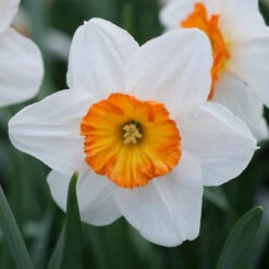 Daffodil Small Cupped Barrett Browning