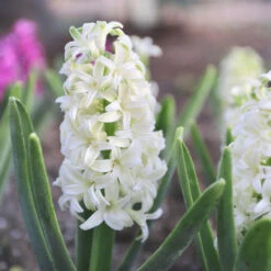 Hyacinth Orientalis Aiolos
