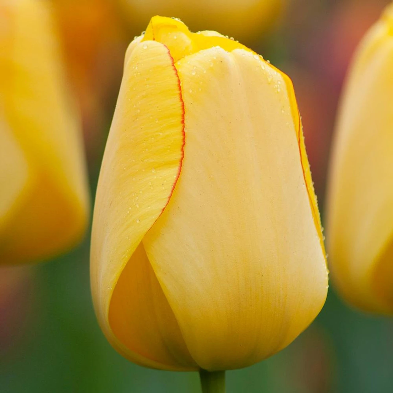 Tulip Darwin Hybrid Golden Parade