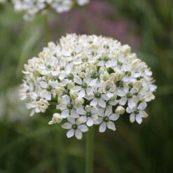 Allium Nigrum