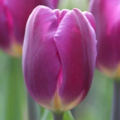 Tulip Triumph Purple Flag