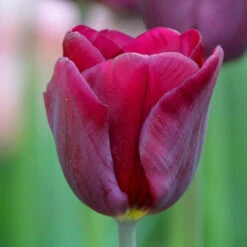 Tulip Triumph Purple Lady