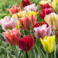 Tulip Viridiflora Assorted
