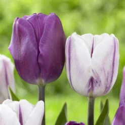 Tulip Triumph Flaming Flag & Purple Flag
