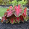 Caladium Fancy Red Flash
