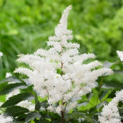 Astilbe Chinensis Rock And Roll