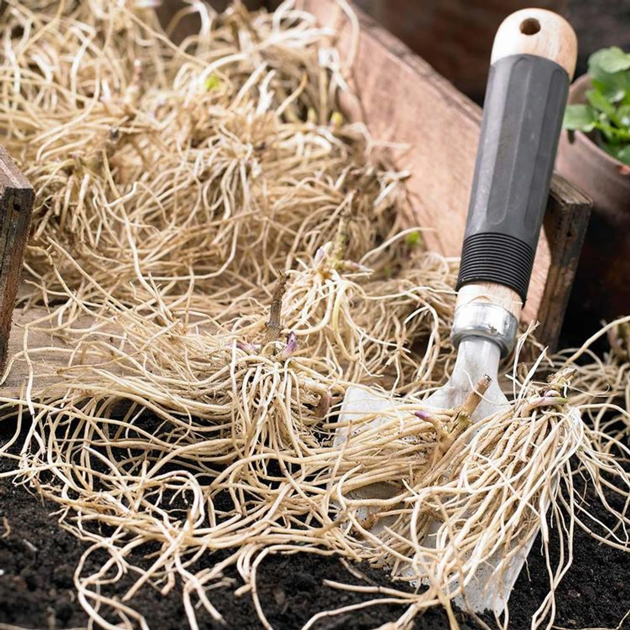 Phlox Paniculata Orange Perfection & Nicky - Image 2