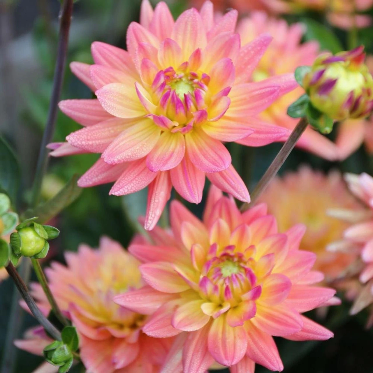 Dahlia Cactus Karma Corona - Image 2
