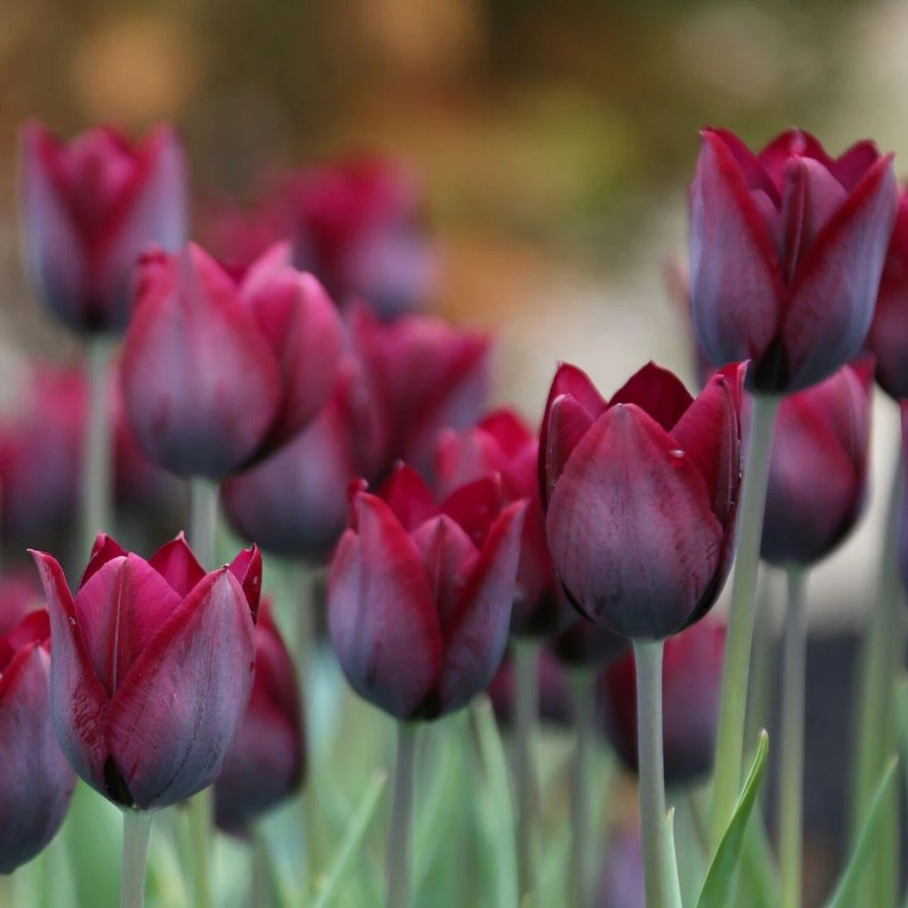 Tulip Triumph Ronaldo - Image 2