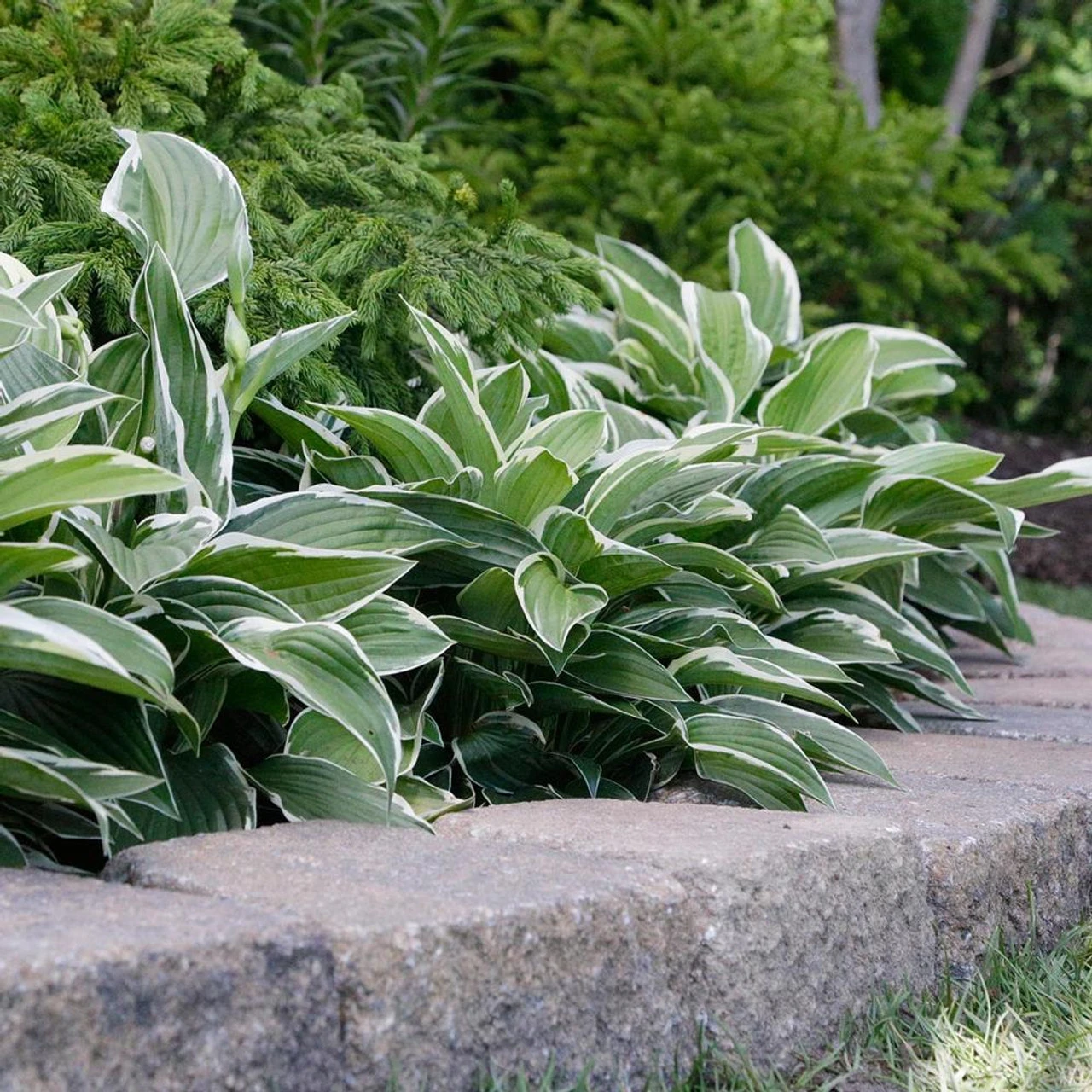 Hosta Medium Leaf Francee - Image 2