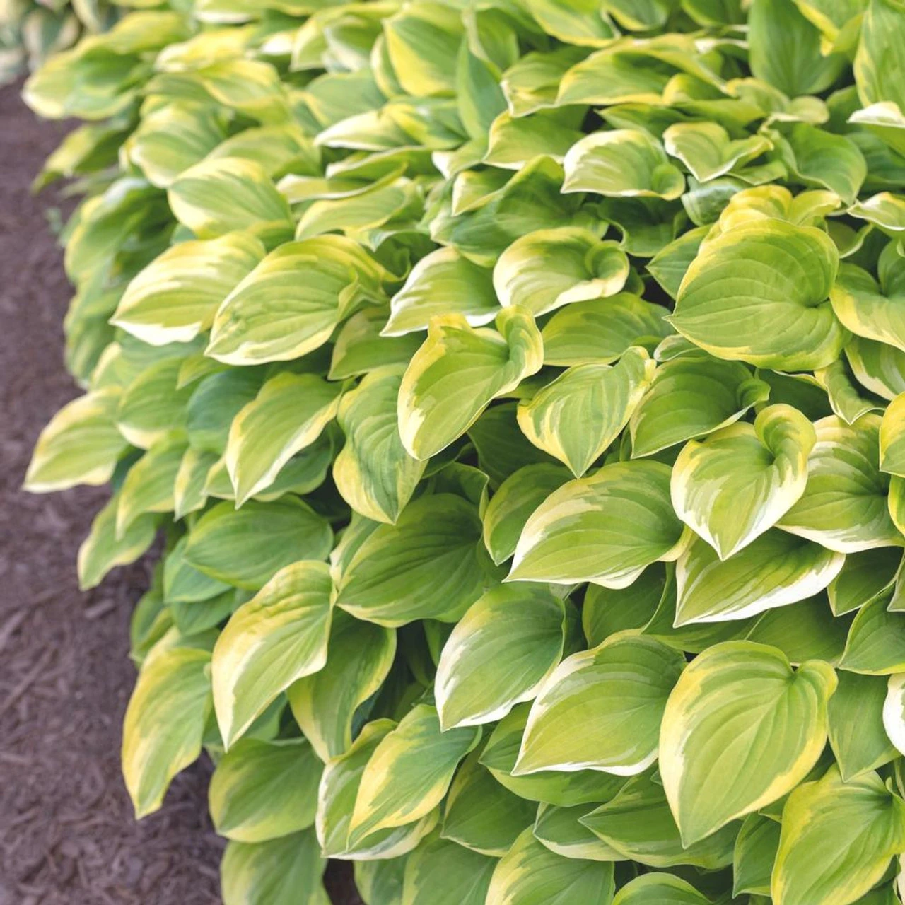 Hosta Medium Leaf Golden Tiara - Image 3
