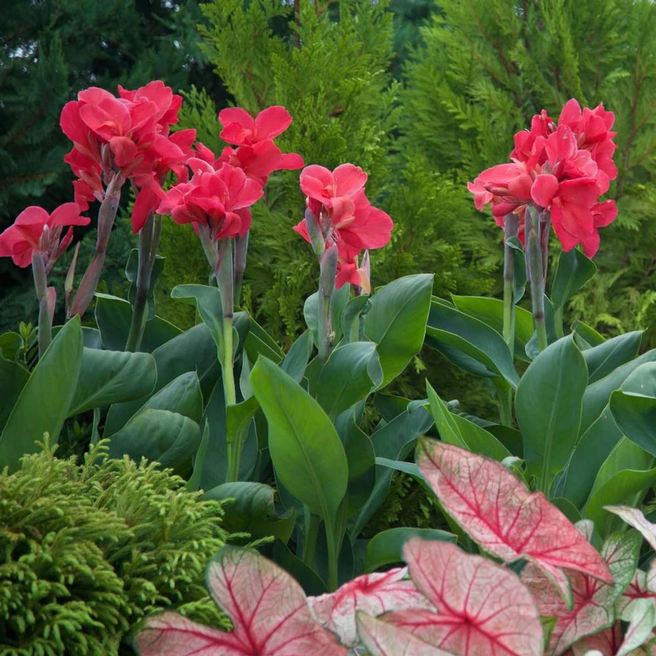 Canna Short Pink Magic - Image 2