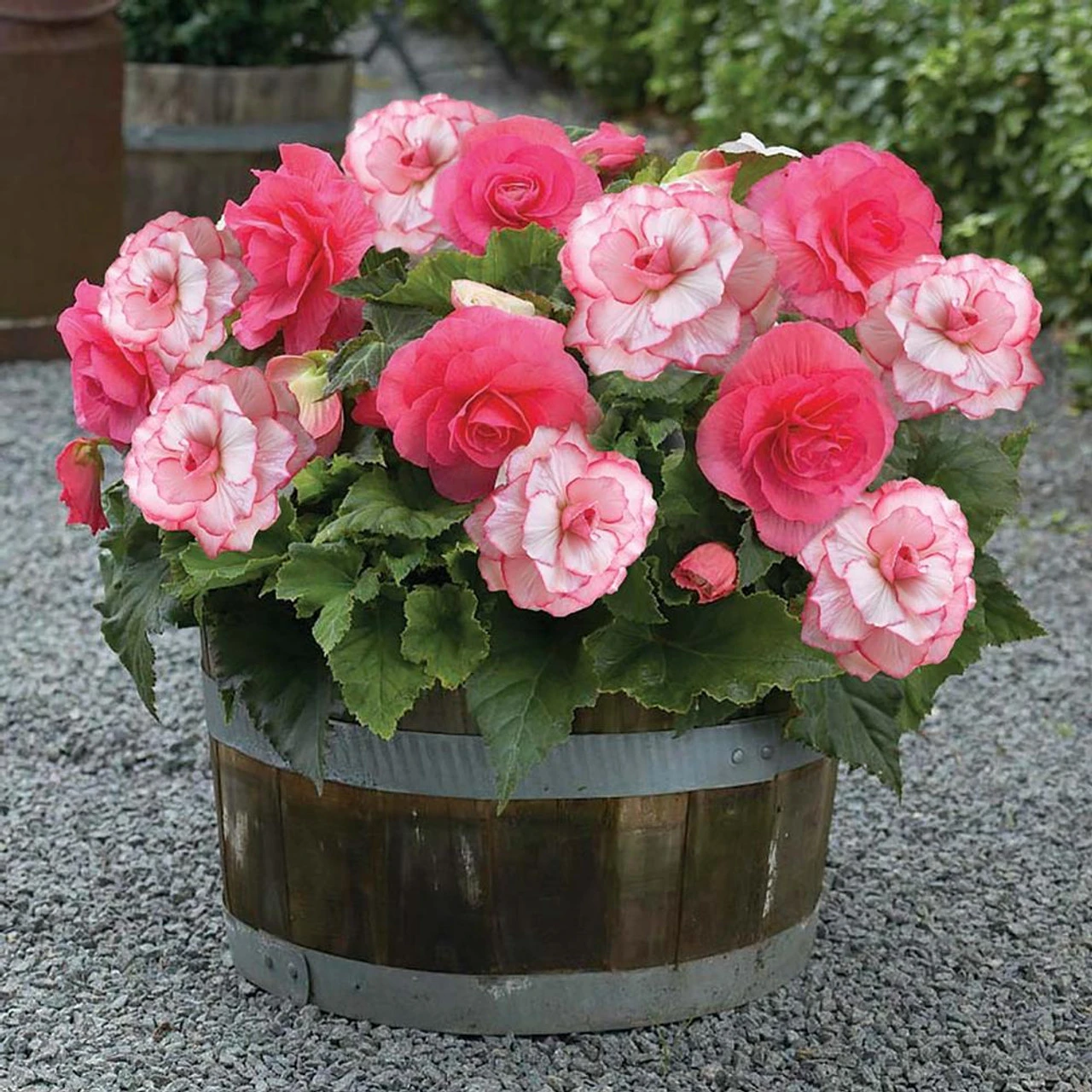 Begonia Upright Double Roseform Pink & Picotee White - Image 2