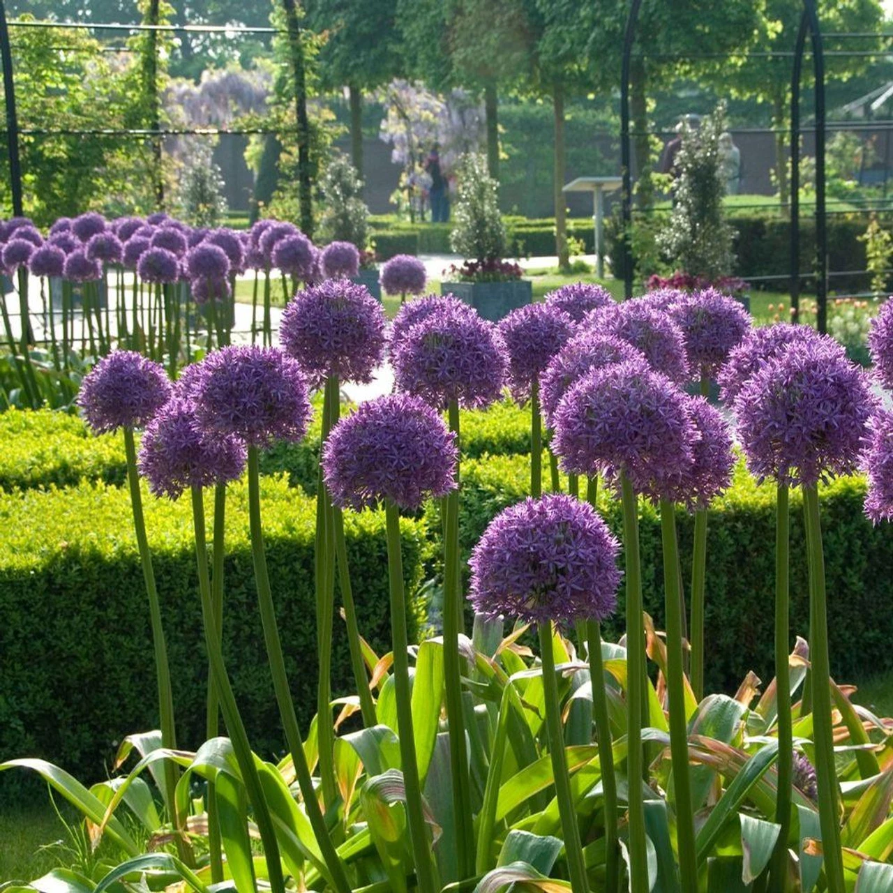 Allium Giant Globemaster - Image 2