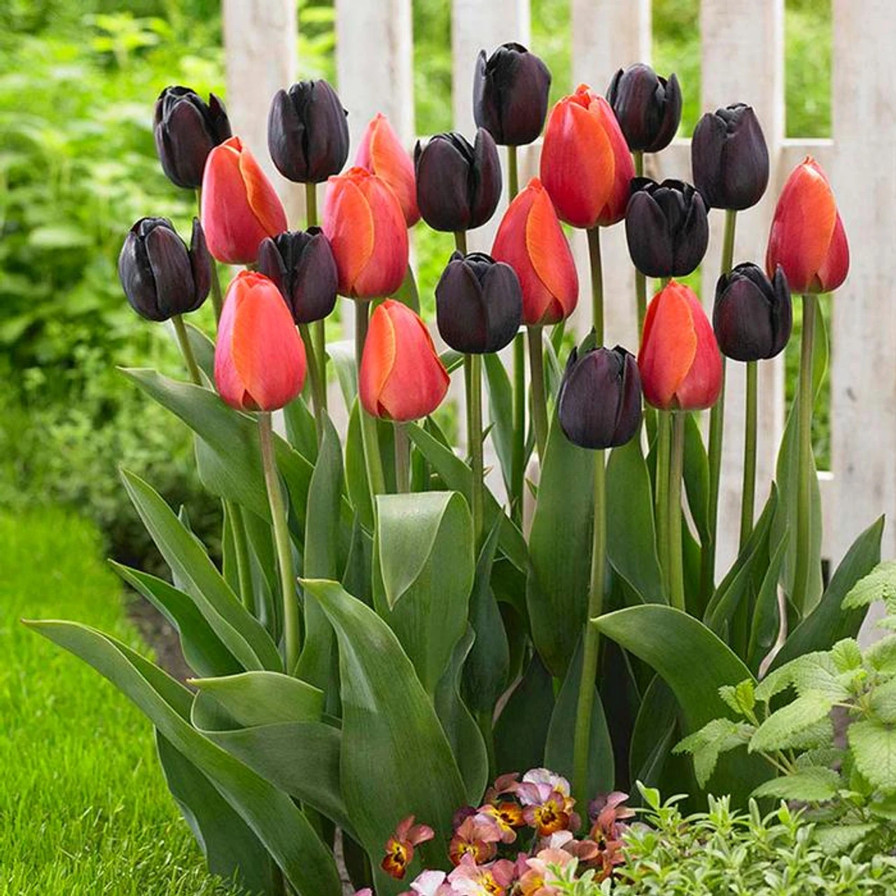 Tulip Darwin Hybrid Ad Rem & Queen Of Night - Image 2