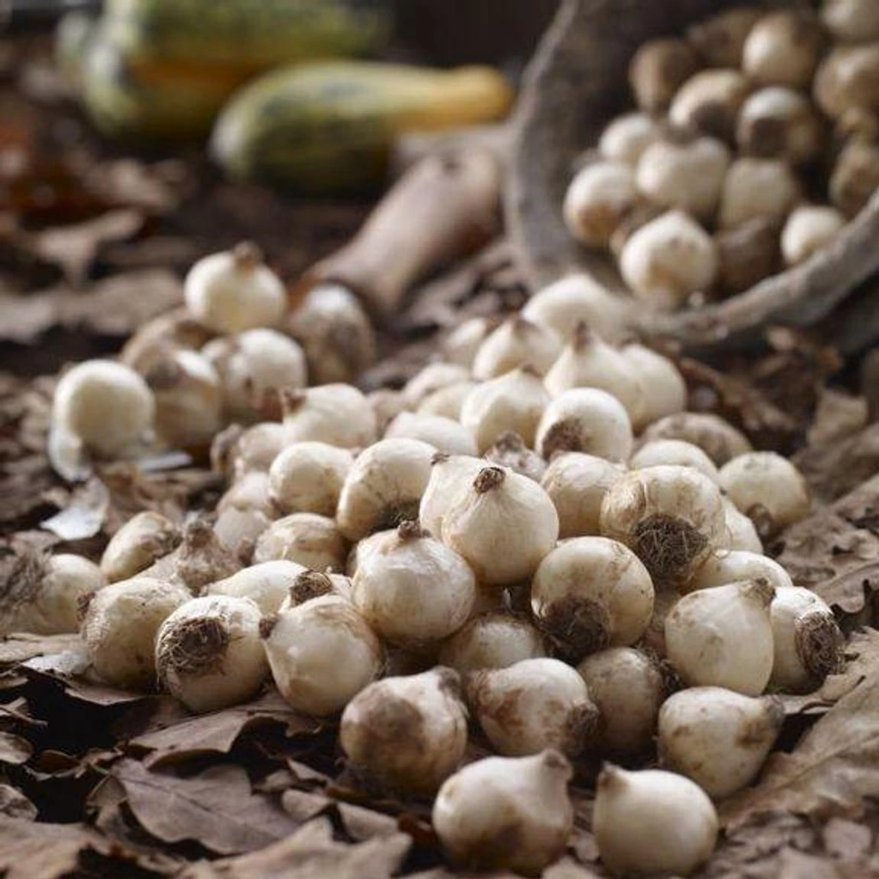 Muscari Armeniacum - Bulk Offer - Image 2