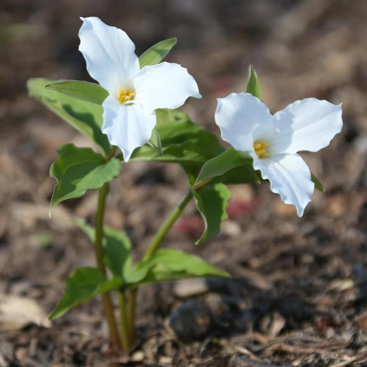 Trillium Grandiflorum White - Image 2