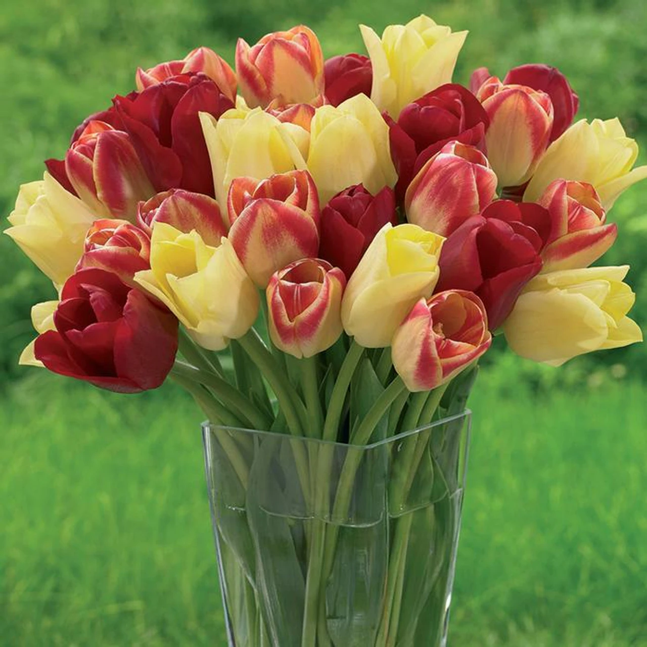 Tulip Triumph Candy Corner - Image 2