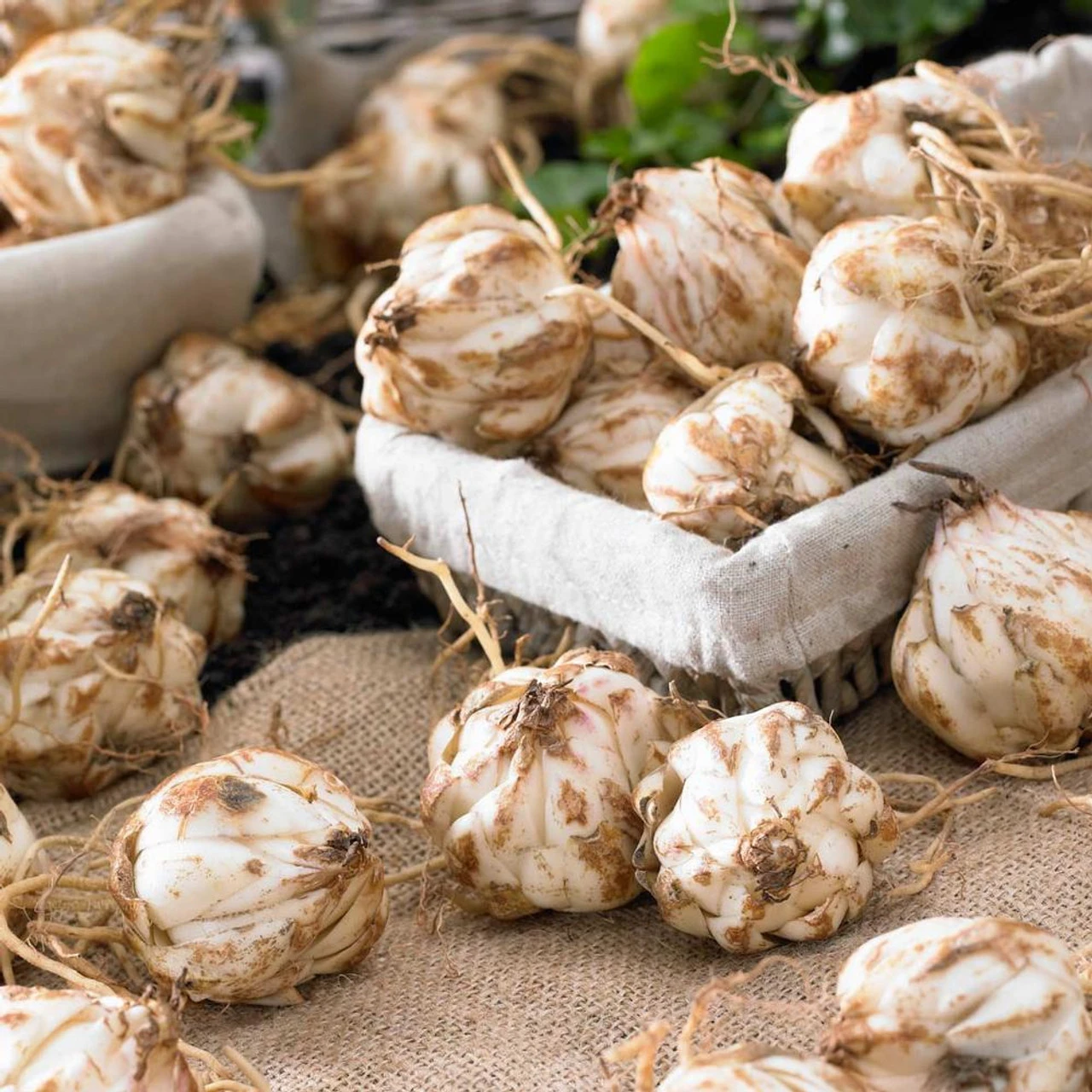 Lily Oriental Mix - Bulk Offer - Image 2