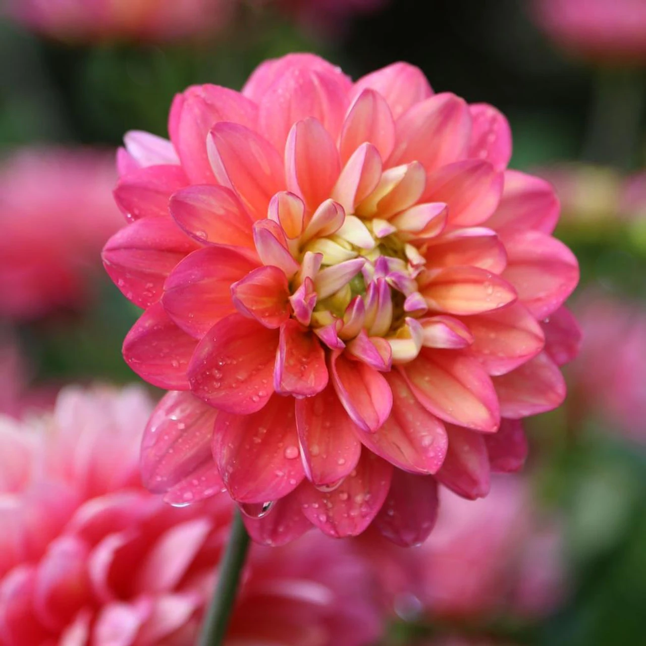 Dahlia Border Decorative Melody Pink Allegro - Image 2
