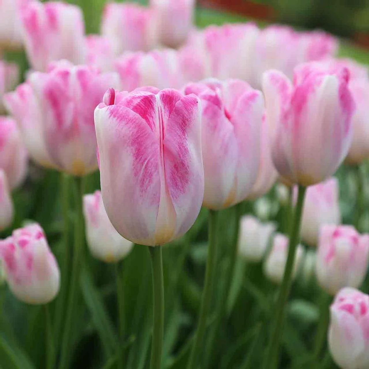 Tulip Triumph Infinity - Image 2