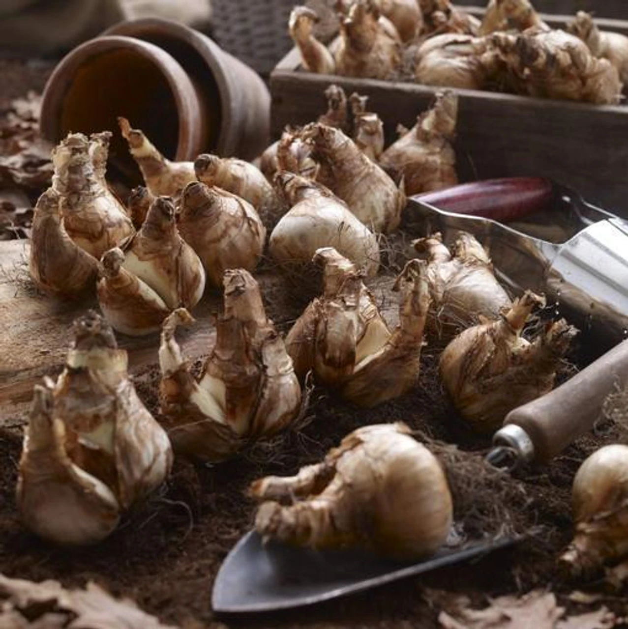 Daffodil Large Cupped Ice Follies & Dutch Master - Image 2