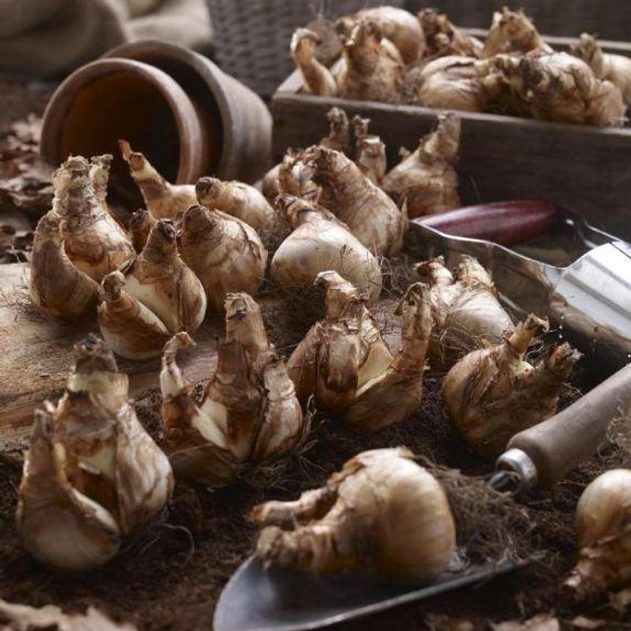 Daffodil Assorted Fragrant Daffodil Collection - Image 2