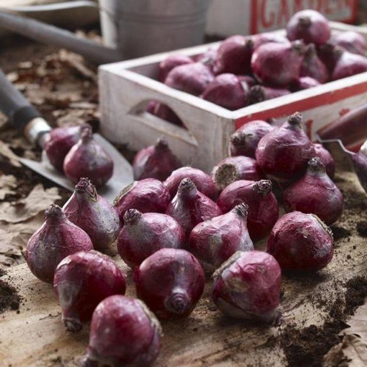 Hyacinth Orientalis Fierce Mix - Bulk Offer - Image 2