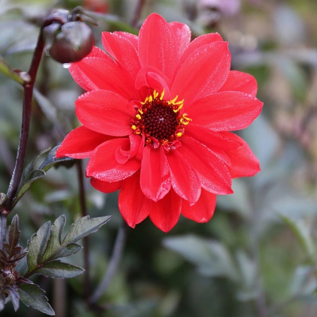 Dahlia Peony-Flowered Bishop Of Llandaff - Image 2